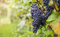 赤ワイン初心者飲みやすい赤ワインおすすめ「ピノ・ノワール」