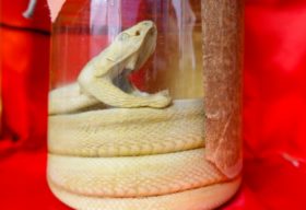 ハブ酒の飲み方と選び方